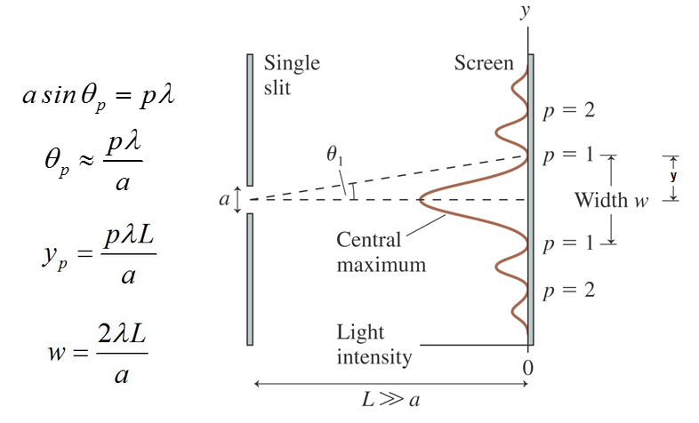 This is an image of a wall with a single slit that has a width of a. The distance between the slit and the second wall is labeled as L from the slit at some angle theta to the first band of no light is labeled as angle theta. On the other wall, there are bands of light with different intensities and bands of no light. The central band of light directly from the slit is the most intense and is called the central maximum. Then there are bands lower in intensity. The distance between the areas of no light is labeled as width w and the adjacent bands of light on either side of the central maximum is labeled as p equals one and the next lower intensity band of light labeled as p equals two. The distance between the central maximum and the area of dark band is labeled as y. On the right shows several equations. The slit width a multiplied by the sine of theta p is equal to p lambda. Theta p is approximately equal to p lambda divided by a with the assumption that the distance between the slit and the screen is much larger than the slit width. Y of p is equal to p lambda multiplied by L all divided by a. W is equal to two lambda multiplied by L all divided by a.