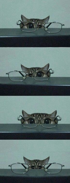 This is an image of a cat looking through a pair of glasses. It shows the cat’s eye enlarged because of the optics of the glass. 